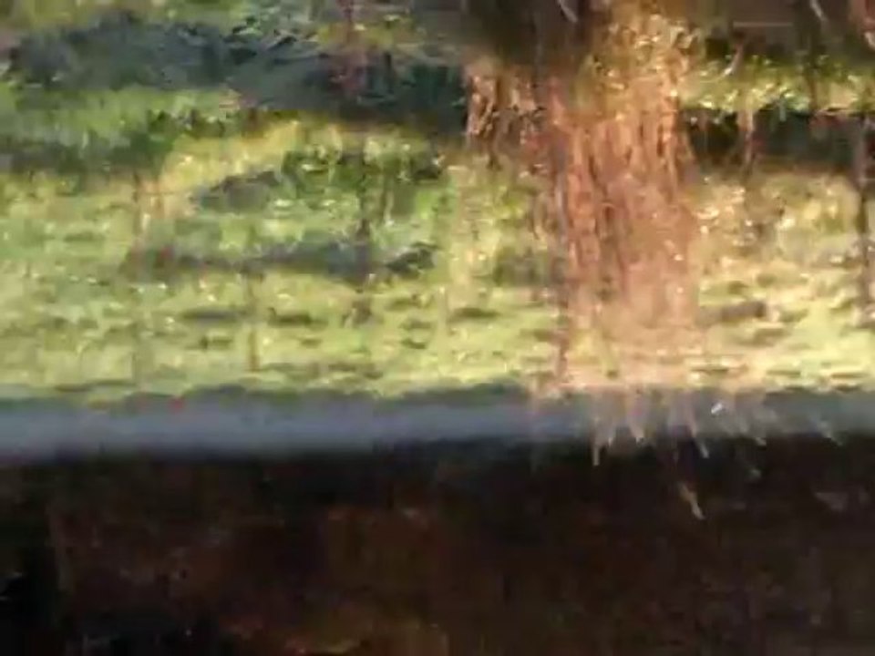 rapproché des griffons fauve de l'echo d'ar bro dreguer