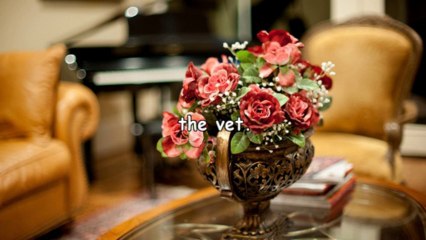 Taking Good Care Of Your Great Dane Breeders