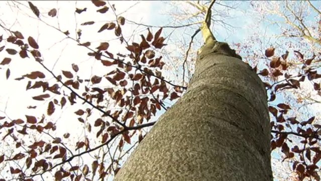 Vous avez dit Durable ? S02E29 - Production de plaquettes forestières