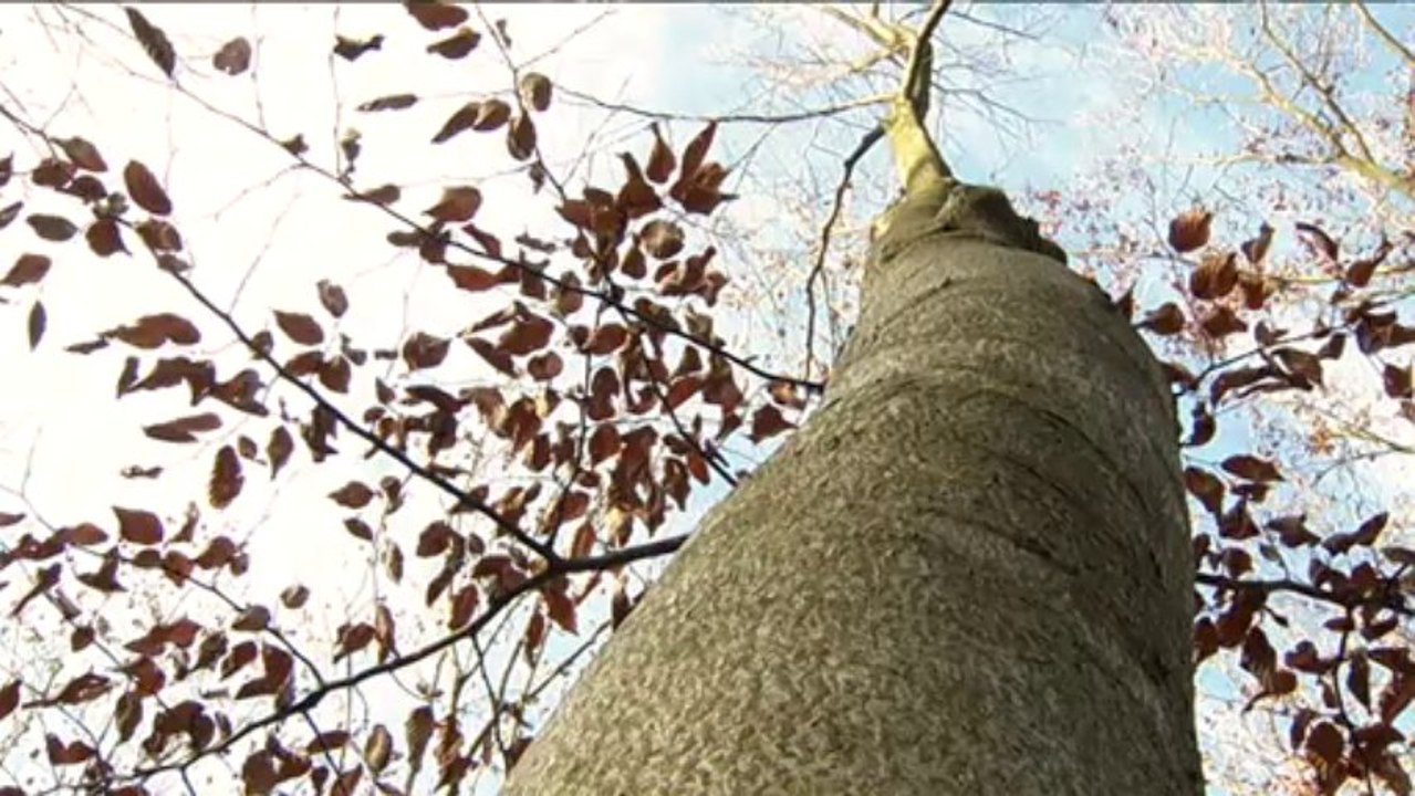 Vous avez dit Durable ? S02E29 - Production de plaquettes forestières