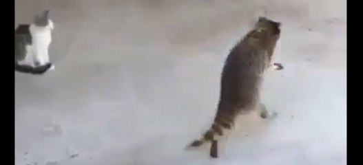 Coon With The munchies