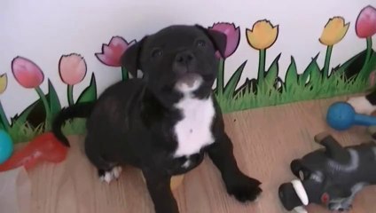 54ème vidéo : 13 jours avant noël à Staffordland