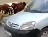 algerie meme les vaches se promènent dans la rue mdrrrrrrrr