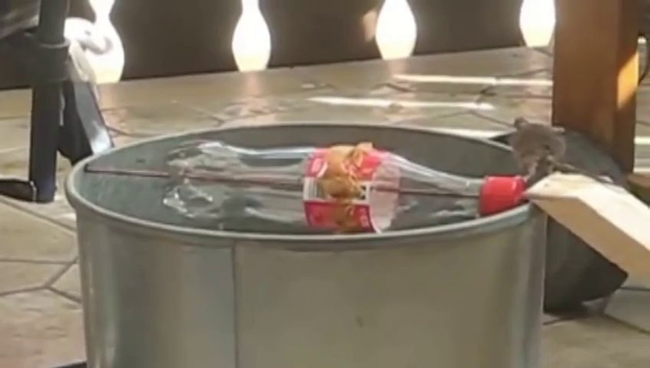 Piège à souris original!