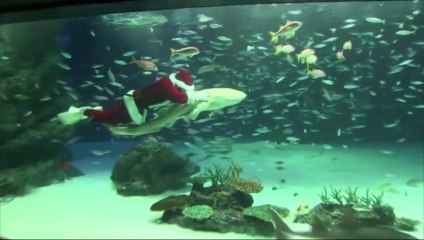 Le Père Noël nage avec les requins