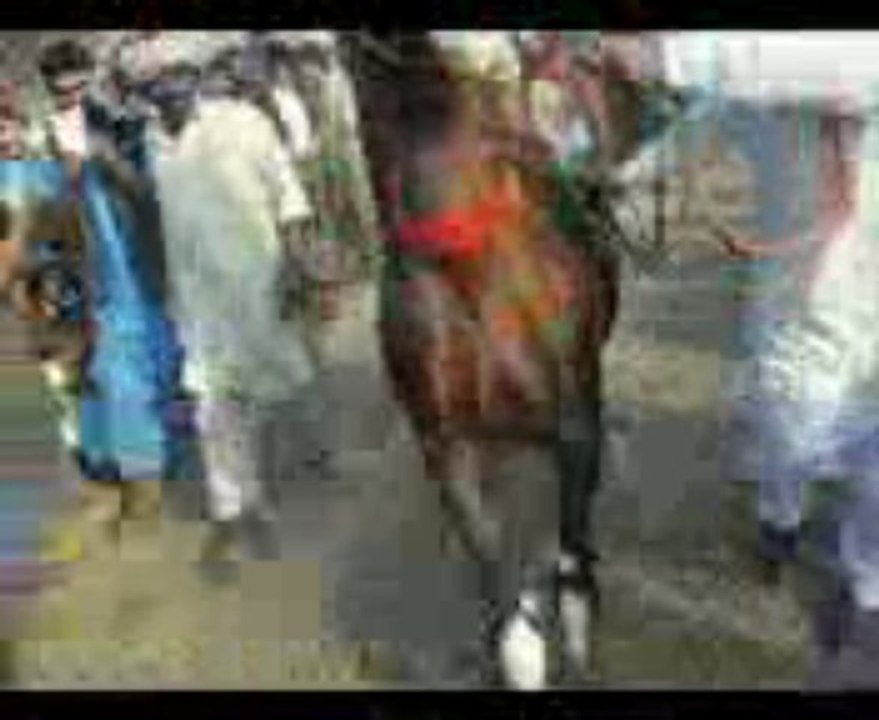 Gujjar's Horse Video