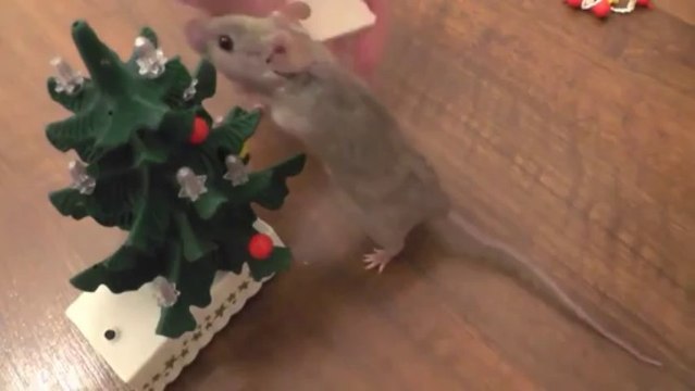 Une petite souris décore son mini sapin de NOEL!