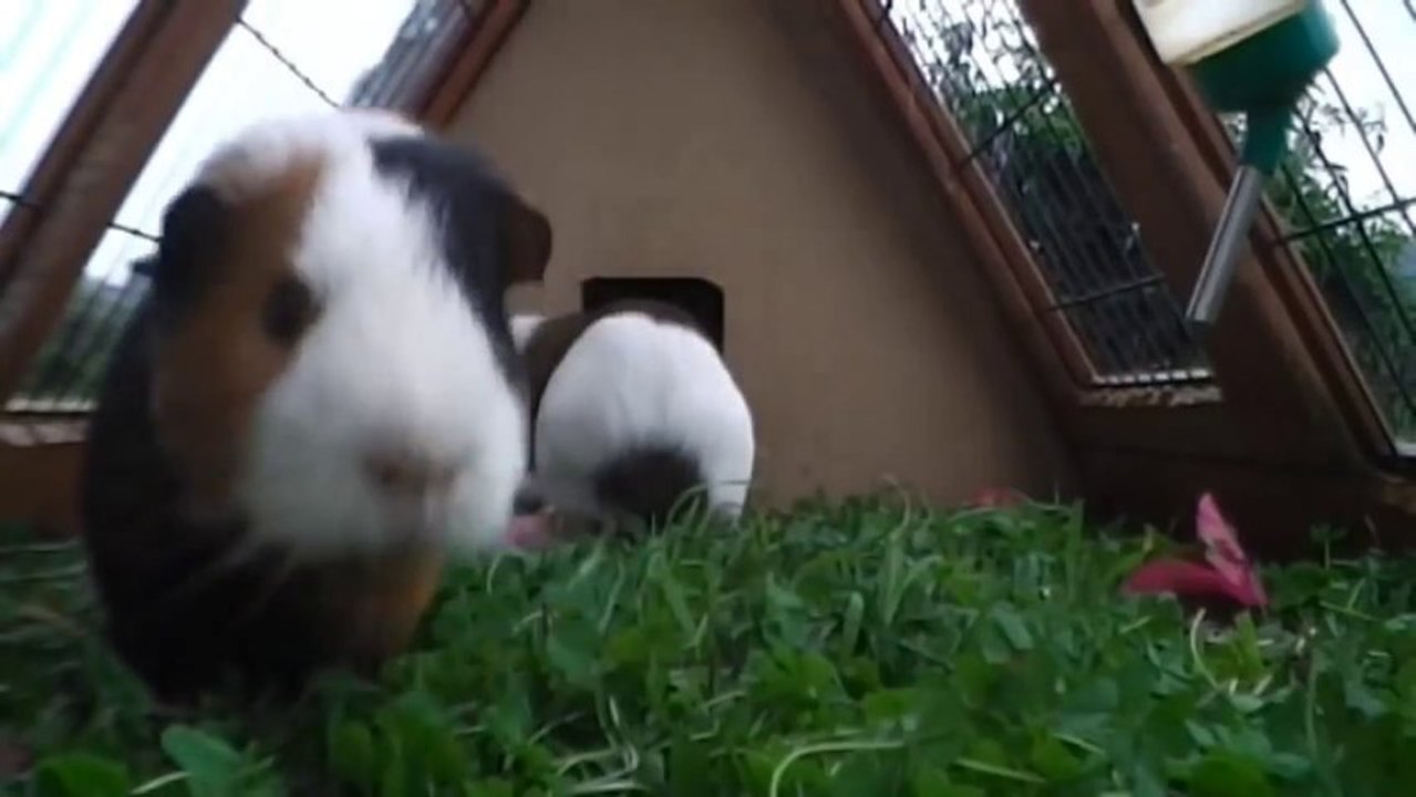 Cochons d'inde qui danse sur de la Drum'n Bass! Enorme