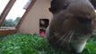 Two Guinea Pigs Dance To Drum And Bass