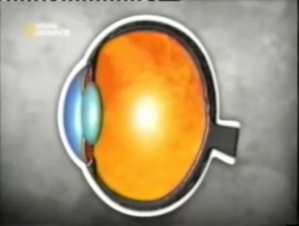 Cerebro: Percepcion del movimiento (Vision y audicion)