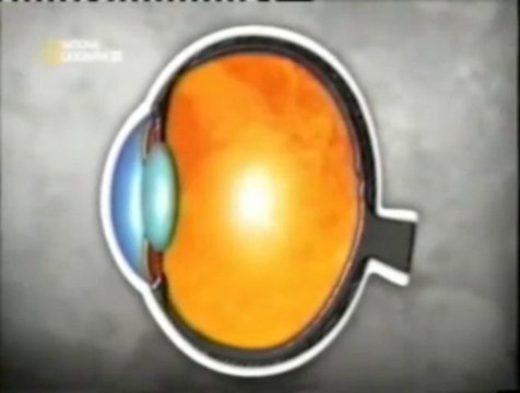 Cerebro: Percepcion del movimiento (Vision y audicion)