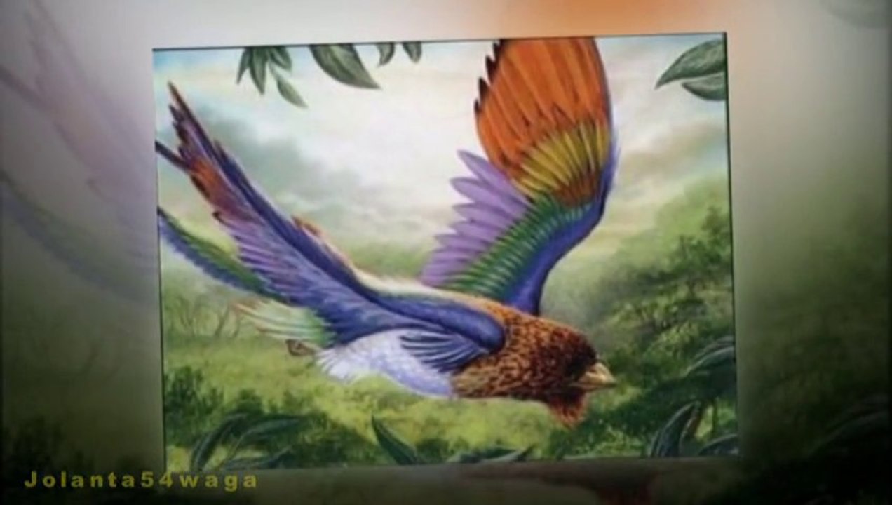 Peter _Sue And Marc..•´¨`•.,¸ ★★     Birds Of Paradise