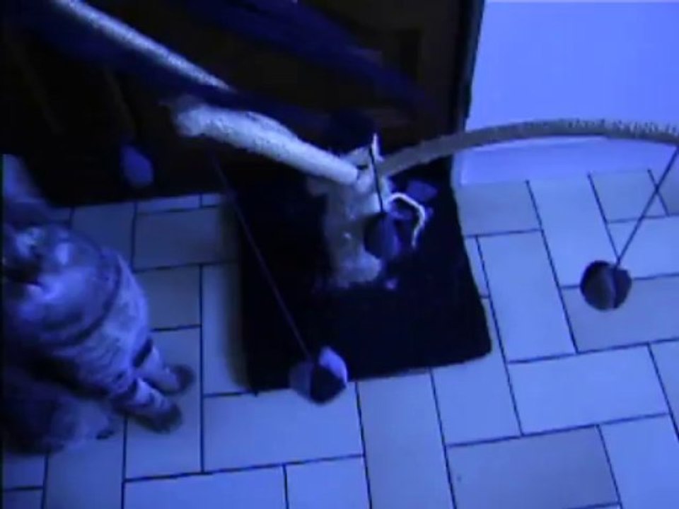 dernier jeu avec cet arbre à chat