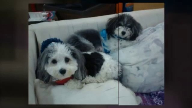 Peanuts Pals Doggie Daycare and Boarding (206) 661-4623