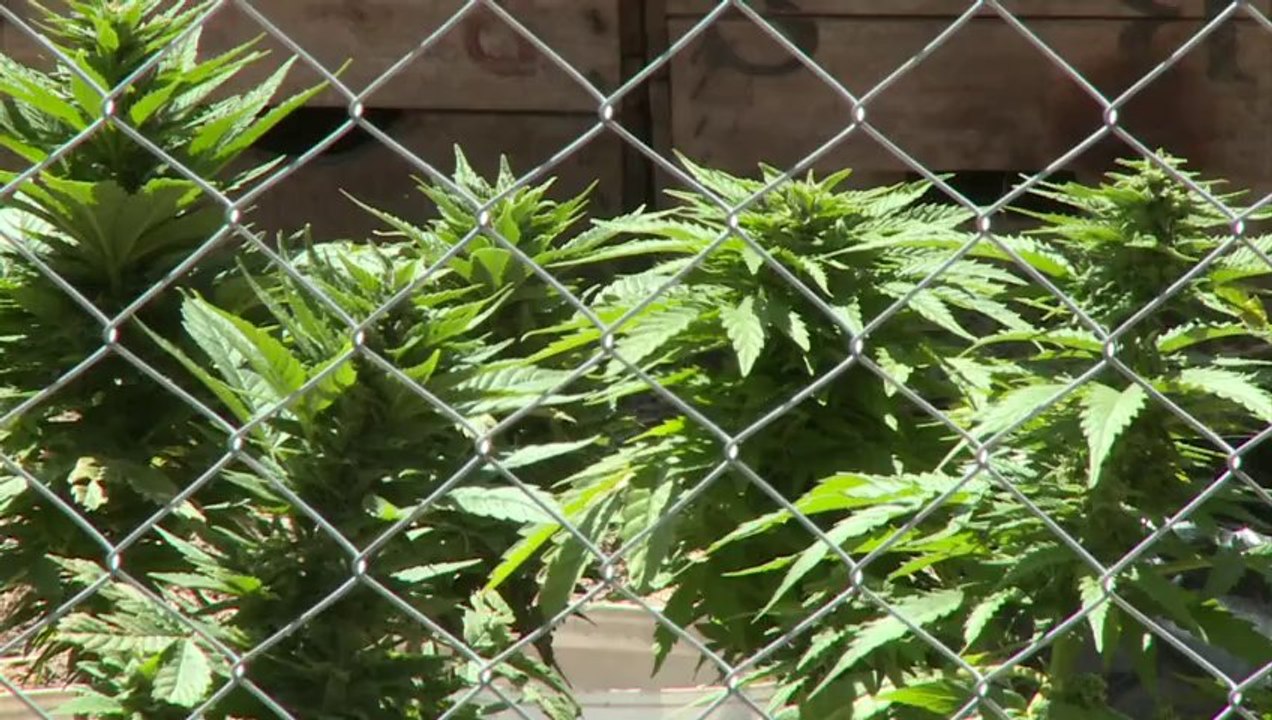 Marihuana legal: Cannabis-Anbauer in Uruguay glücklich