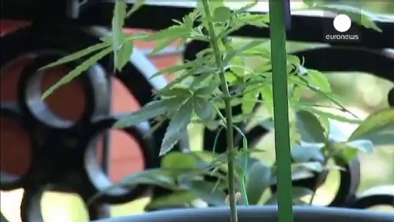 L'Uruguay legalizza la produzione e la vendita di marijuana