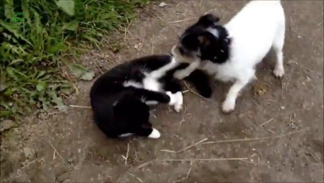 Comme chien et chat - compilation de toutous et de matous qui jouent comme des fous!