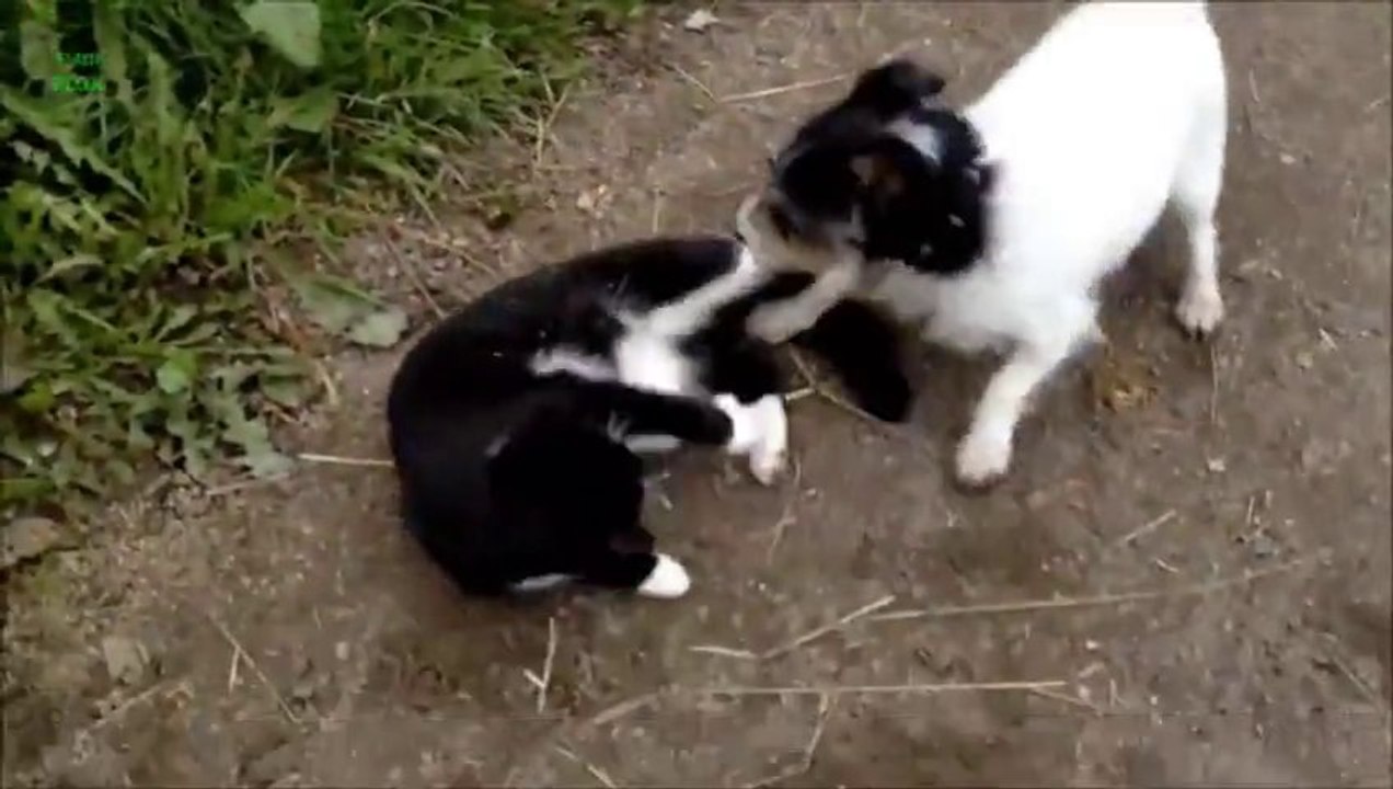 Comme chien et chat - compilation de toutous et de matous qui jouent comme des fous!