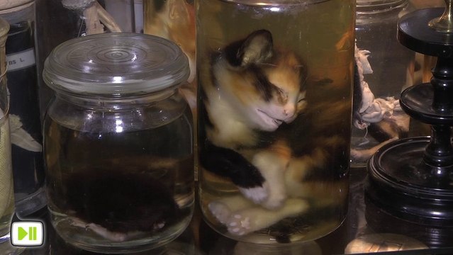 Strasbourg : d'étranges antiquités et curiosités (Antiquités Richard)