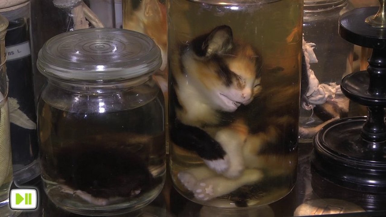 Strasbourg : d'étranges antiquités et curiosités (Antiquités Richard)