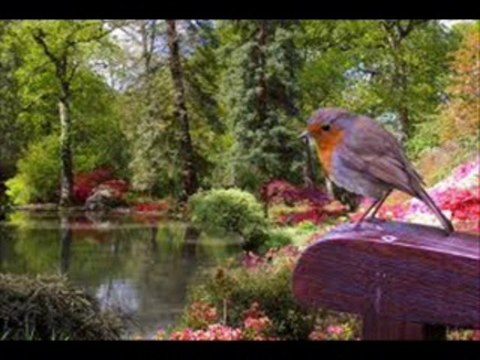 İBRAHİM TATLISES GARİP BİR KUŞTU GÖNLÜM