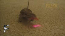 Animals playing with Lasers - so funny Compilation 2013