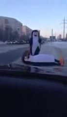 Penguins walking on the road! Fail!
