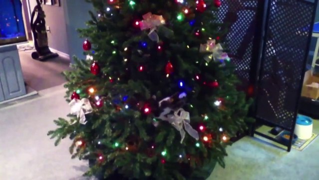 Chats cachés dans sapin de NOEL! Adorable compilation!