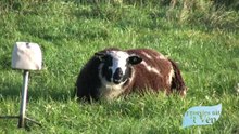 Groetjes uit... Ven-Zelderheide