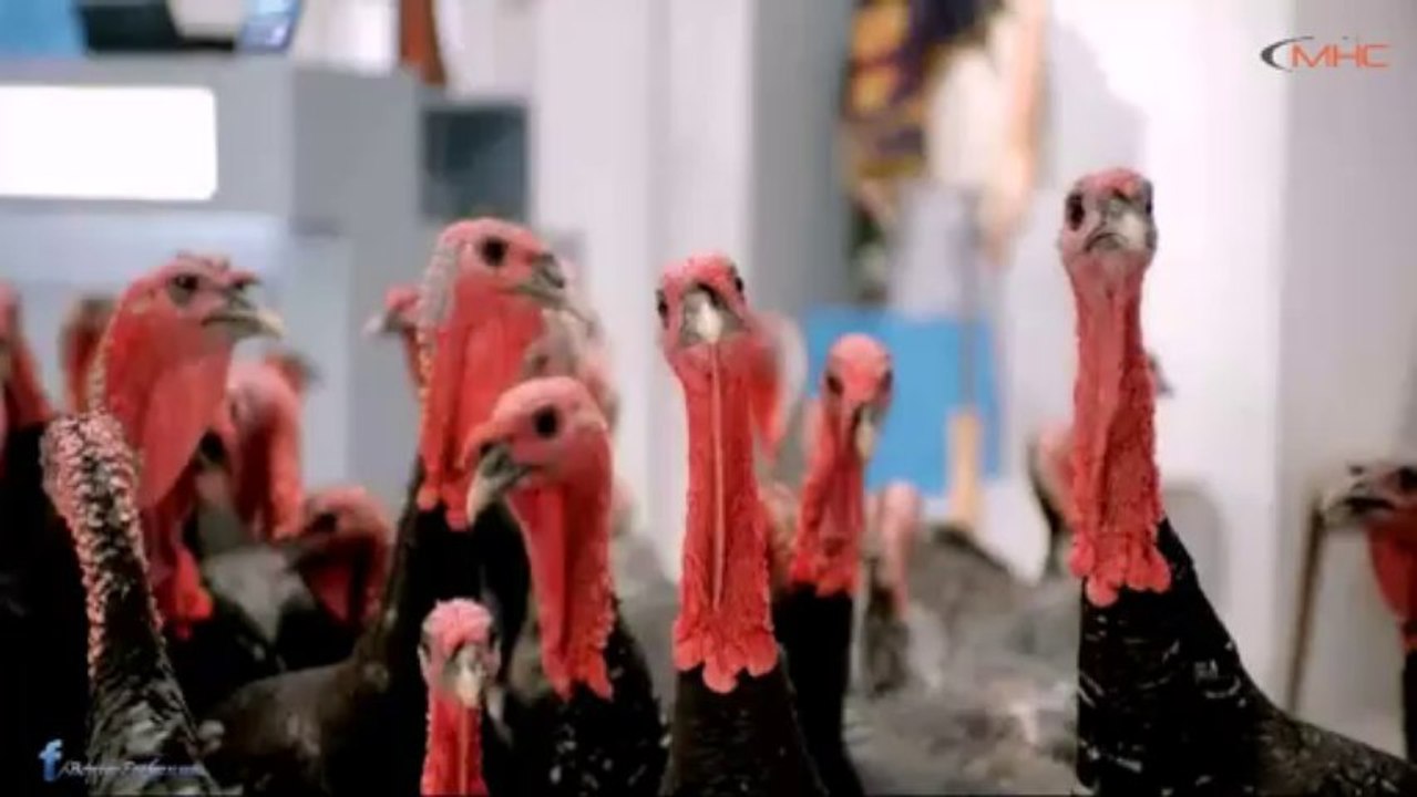 CardFinans Yılbaşı Reklamı \ Doğa Rutkay