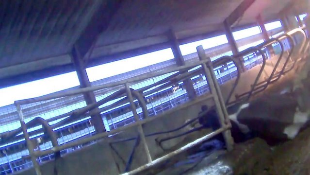 Vache maltraitées chez le fournisseur de DiGiorno Pizza