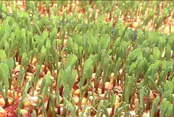 11 de diciembre de 2013 Criadero El Astro y Forraje verde web[1]