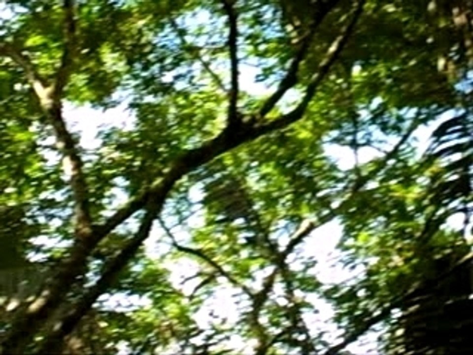 Costa Rica Corcovado Mono Aullador