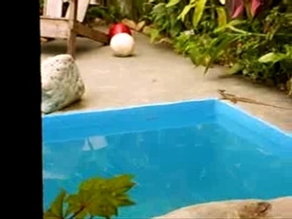 Look Out Inn Hotelan Basilisko bat