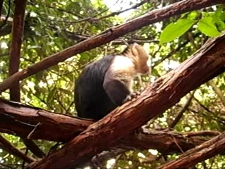 Costa Rica Manuel Antonio Gunean Tximua