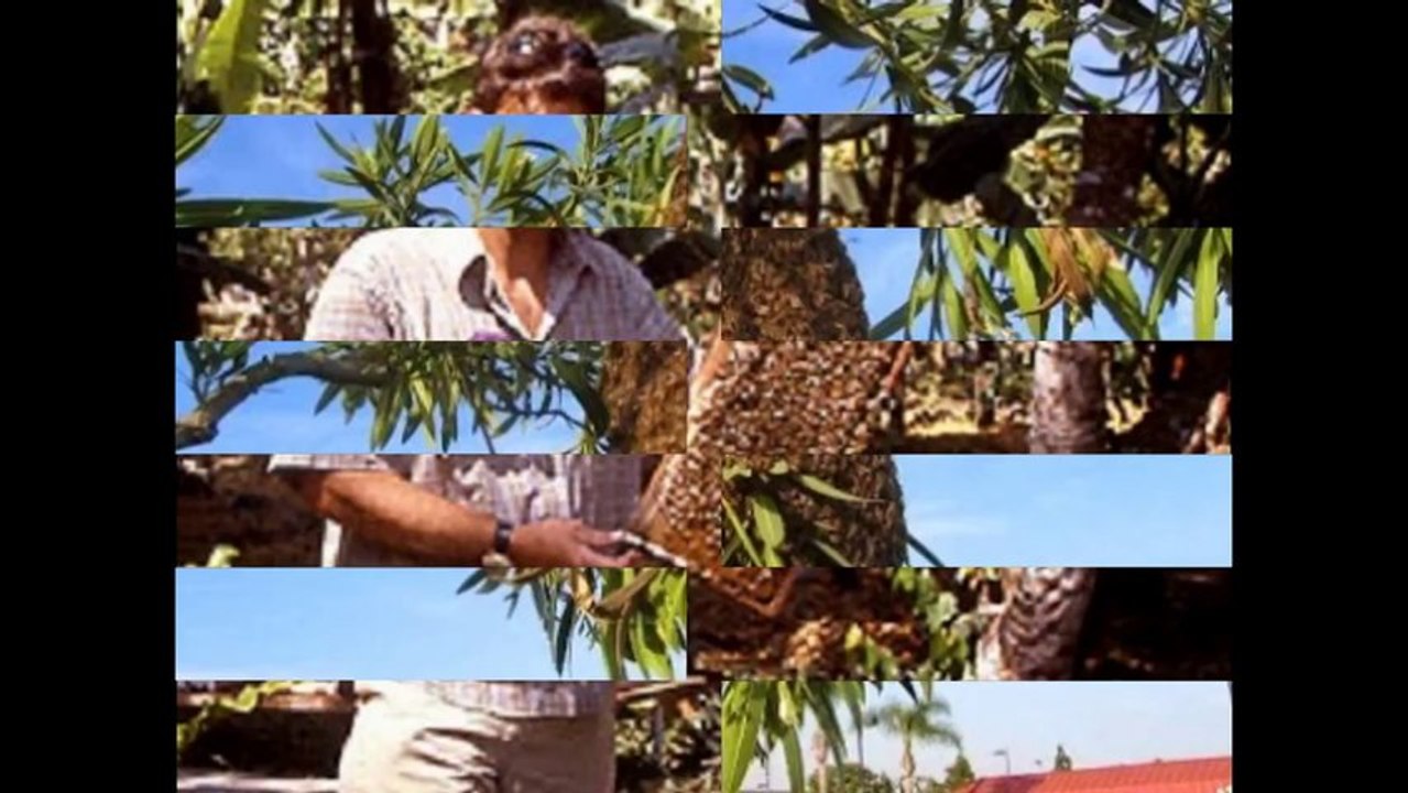 Yellow Jacket Removal in Orange County _ 949-459-0024