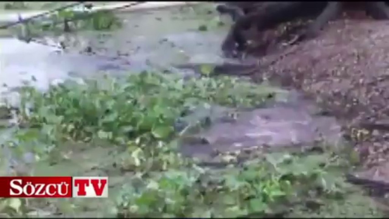 Kedi timsahı kovalarsa!