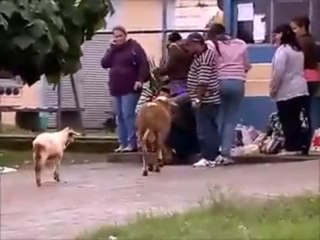 Mitic vs Como Cabras: ¿Quién gana?