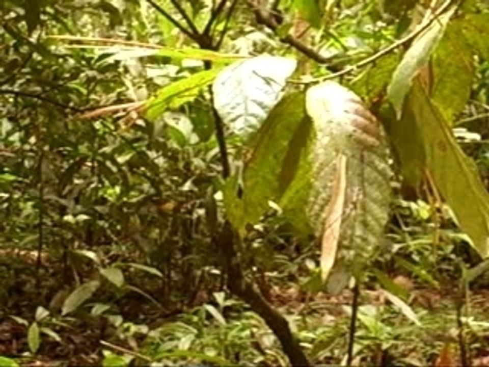 Costa Rica Pizotetikan gertu Libelula