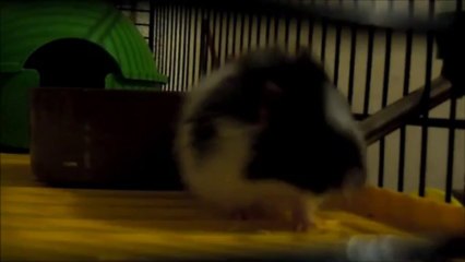 tagada 12 decembre 2013