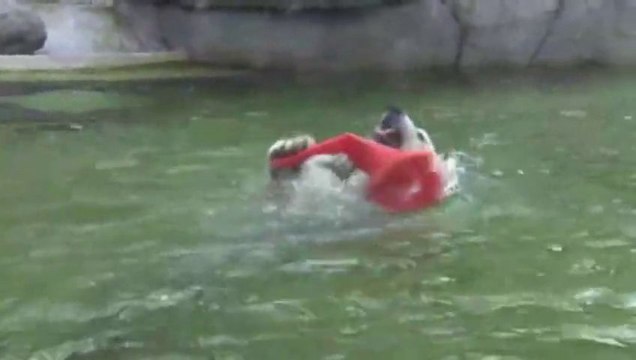 2 baby Polar Bear in the same time : Twins Born at Munich Zoo