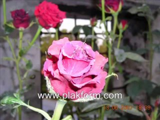 Mehmet Emin Ay - Güllere Vurgunum