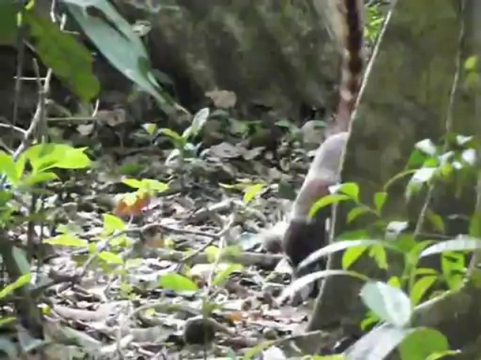 Coati