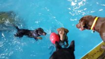 Este cão não entende o que é uma piscina
