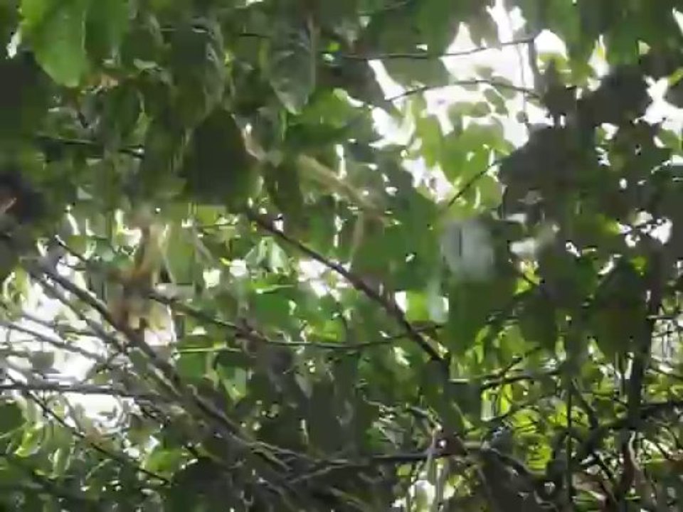 Mono titi