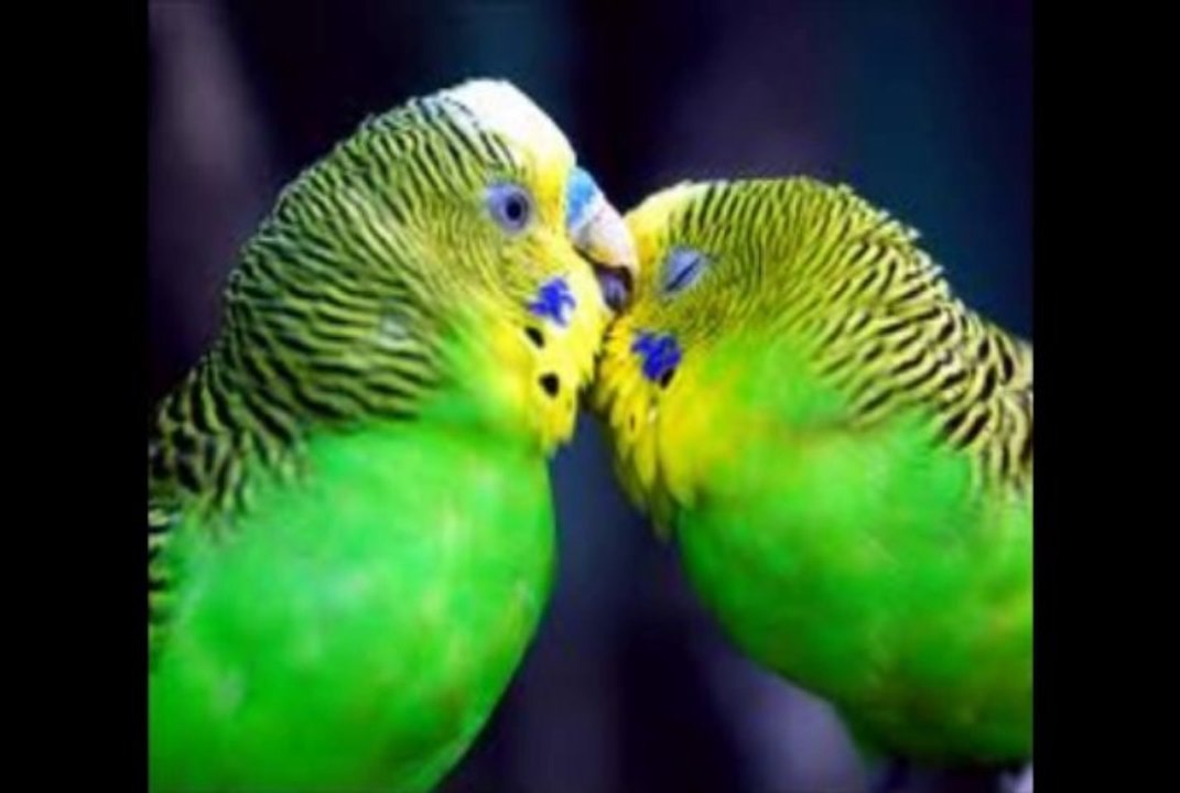 Bülent   ERSOY   -  KANUN TAKSÎMİ & BEKLERİM HER GÜN BU SAHİLLERDE