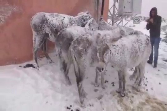 Eşekler buz tuttu
