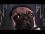 Bruce Wayne the Pug Sings Lady Gaga