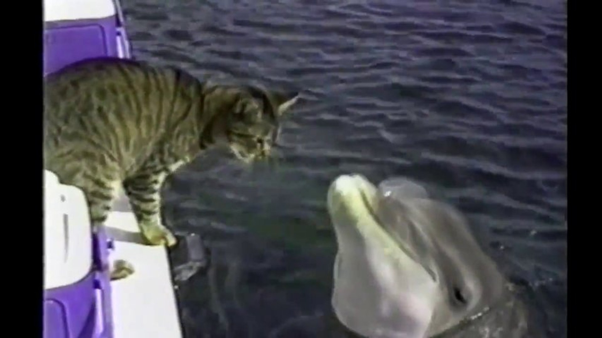Un Chat Et Un Dauphin S Adorent Et Se Font Des Calins Enorme Video Dailymotion