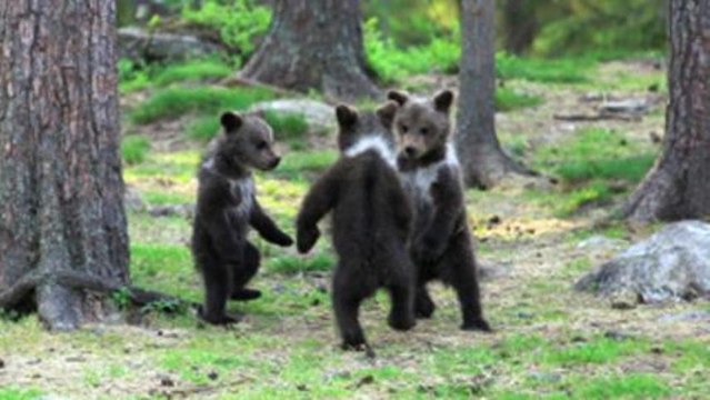 Arrêts sur images du Fig Mag